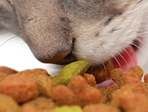 Top 10 Toxic Food For Pets
