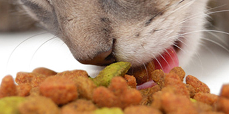 Top 10 Toxic Food For Pets