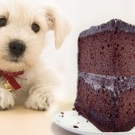 Low Sugar Diet for Dogs