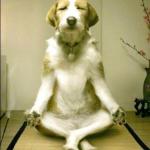 Reduce Stress For Your Pets