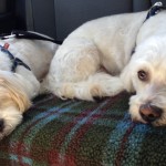 My boys buckled up and snuggled in on one of our many road trips.